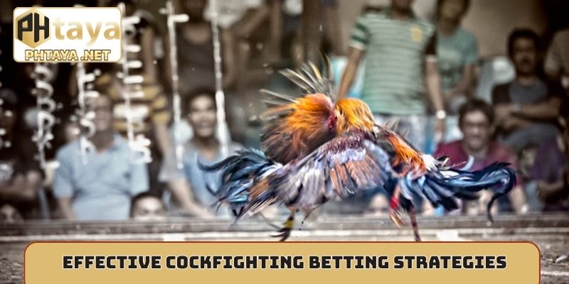 Effective cockfighting betting strategies